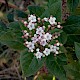 Viburnum tinus