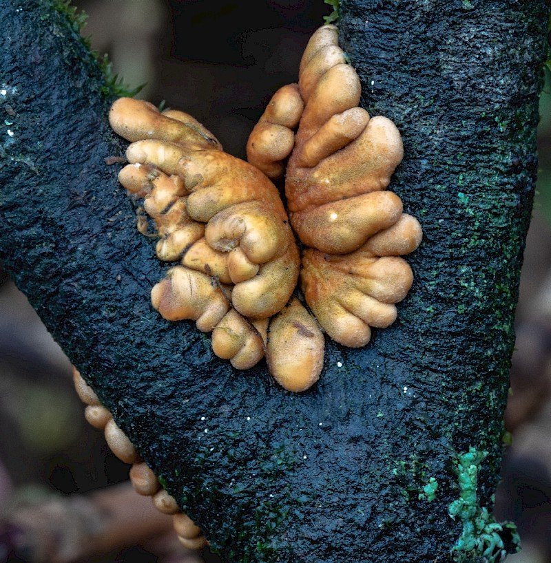 Hypocreopsis rhododendri - © Charles Hipkin