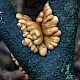 Hypocreopsis rhododendri