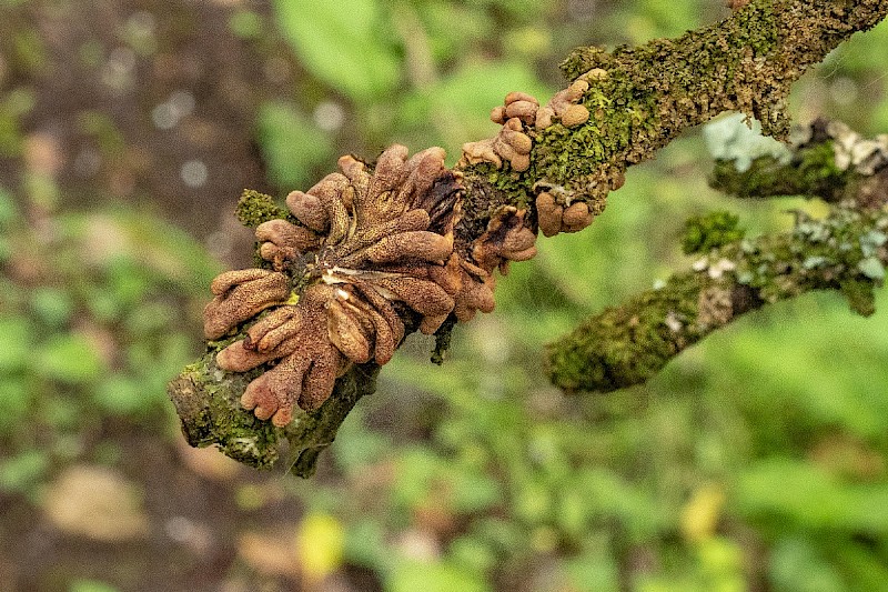 Hypocreopsis rhododendri - © Charles Hipkin