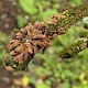 Hypocreopsis rhododendri