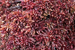 Sphagnum medium 