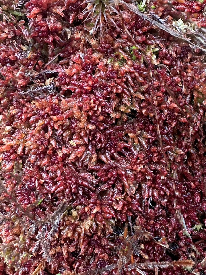 Sphagnum medium - © Joey Pickard