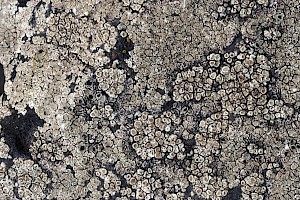 Myriolecis (Lecanora) albescens 