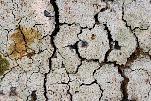 Lecanora sinuosa 