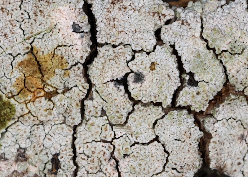 Lecanora sinuosa - © Barry Stewart