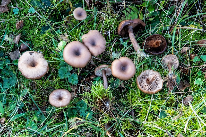 Myxomphalia maura - © Charles Hipkin