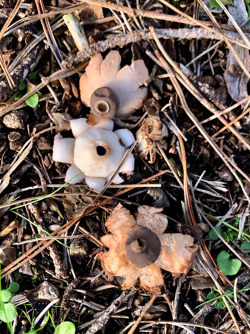 Geastrum schmidelii - © Megan Woodhouse