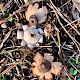 Geastrum schmidelii