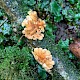 Hypocreopsis rhododendri