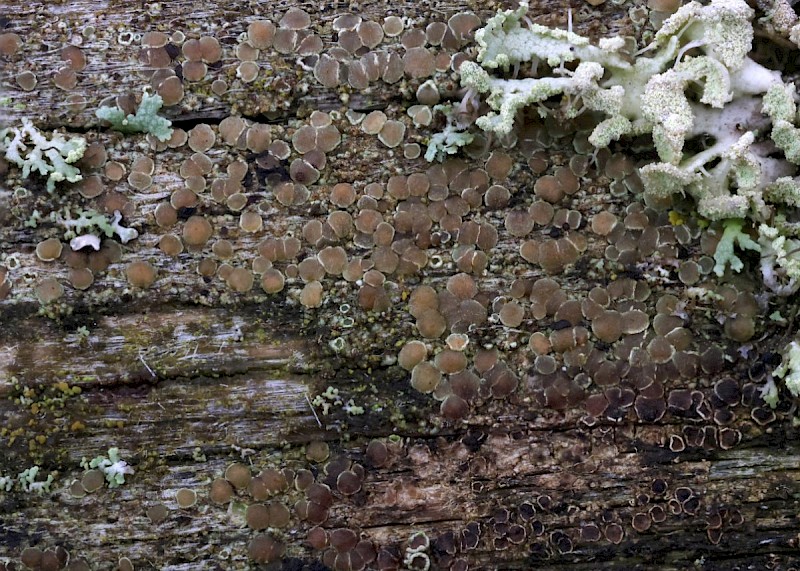 Lecanora saligna - © Barry Stewart