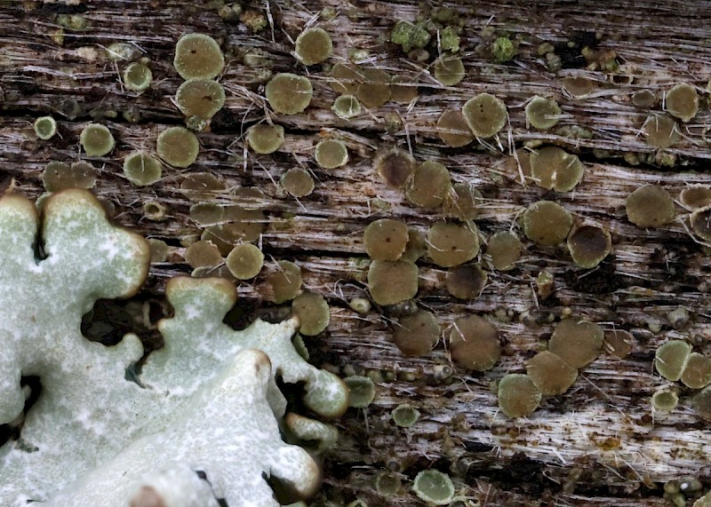 Lecanora saligna - © Barry Stewart