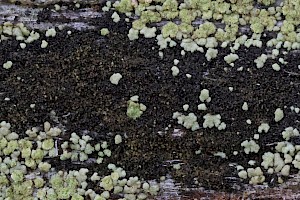 Placynthiella icmalea 