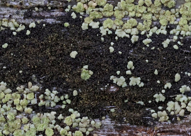 Placynthiella icmalea - © Barry Stewart