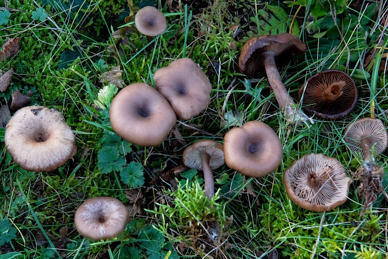 Myxomphalia maura - © Charles Hipkin