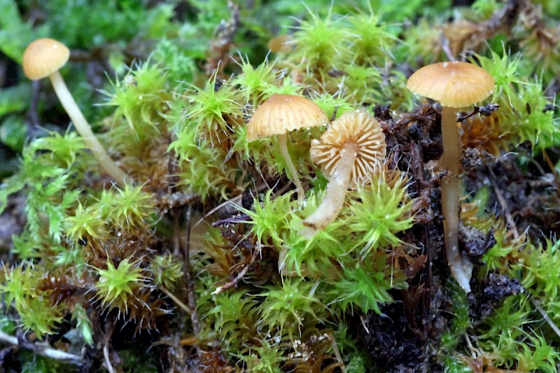 Galerina embolus - © Charles Hipkin