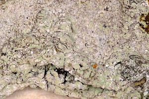 Lecanora compallens 