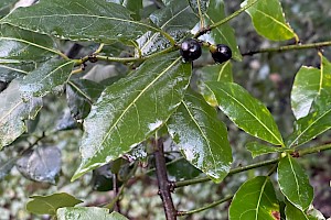 Lauraceae