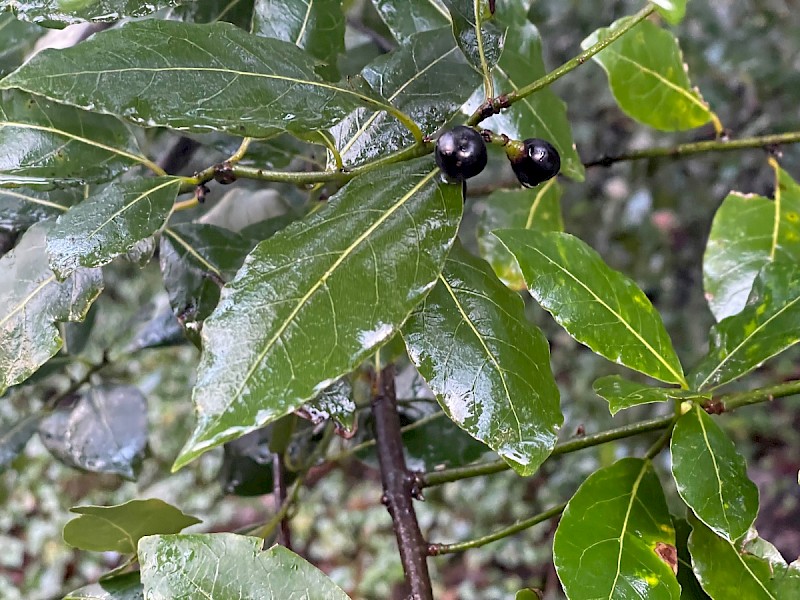 Laurus nobilis - © Charles Hipkin