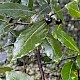 Laurus nobilis