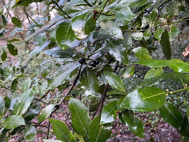 Laurus nobilis - © Charles Hipkin