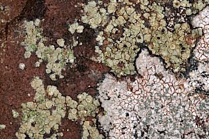 Granite-speck Rim-lichen: Lecanora polytropa