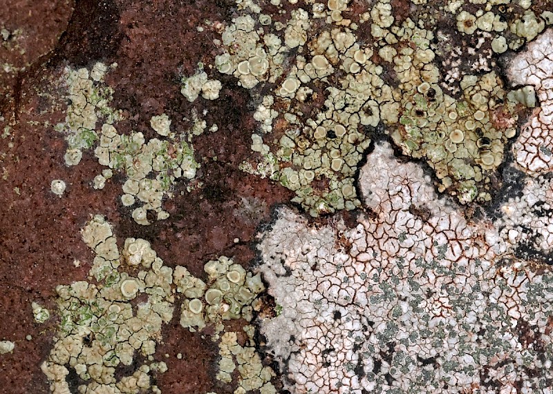 Lecanora polytropa - © Barry Stewart