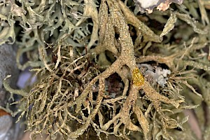 : Ramalina subfarinacea