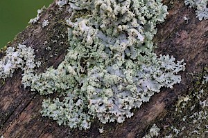 Physcia tenella Little Ciliated Lichen