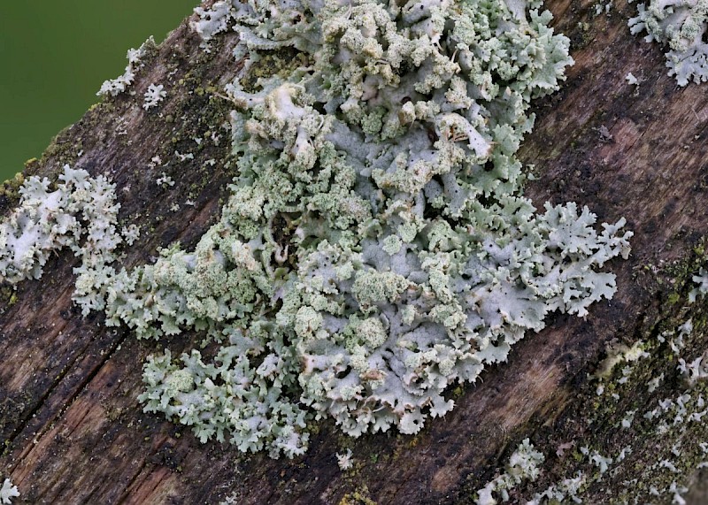 Physcia tenella - © Barry Stewart