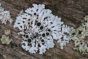 Hoary Rosette Lichen: Physcia aipolia