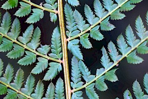 Soft Shield-fern: Polystichum setiferum