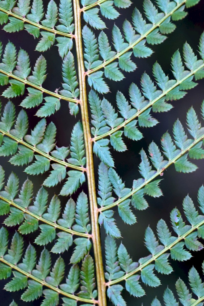 Polystichum setiferum - © Charles Hipkin