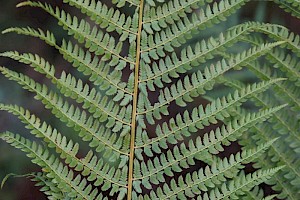 Soft Shield-fern: Polystichum setiferum