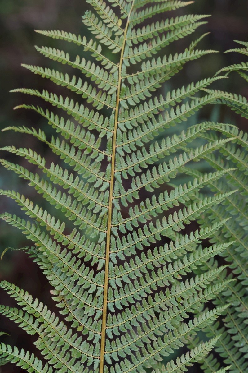 Polystichum setiferum - © Charles Hipkin