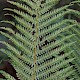 Polystichum setiferum