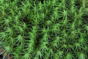 Broom Fork-moss: Dicranum scoparium