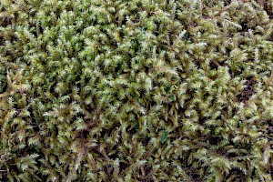 Little Shaggy-moss: Rhytidiadelphus loreus