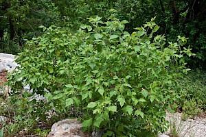 Acer negundo Ashleaf Maple