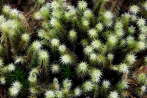 Golden-head Moss: Breutelia chrysocoma