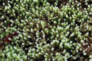 Golden-head Moss: Breutelia chrysocoma