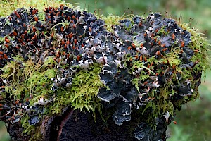 Membranous Dog-lichen: Peltigera membranacea