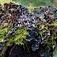 Peltigera membranacea