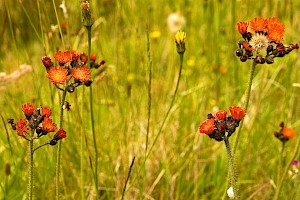 Fox-and-cubs: Pilosella aurantiaca