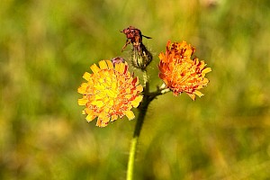 Fox-and-cubs: Pilosella aurantiaca