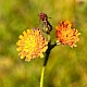 Pilosella aurantiaca