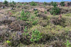 Lodgepole Pine: Pinus contorta