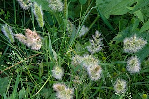 Annual Beard-grass: Polypogon monspeliensis