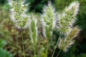 Annual Beard-grass: Polypogon monspeliensis