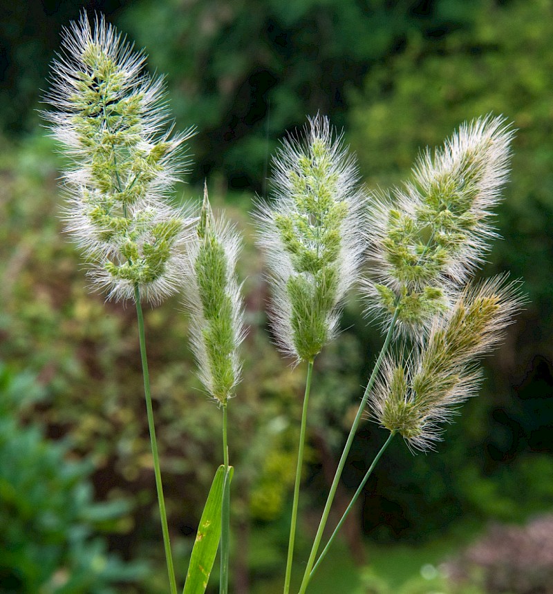 Polypogon monspeliensis - © Charles Hipkin